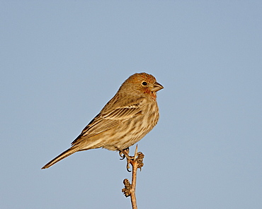 House finch (Carpodacus mexicanus), City of Rocks State Park, New Mexico, United States of America, North America