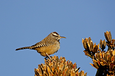 Cactus wren (Campylorhynchus brunneicapillus), Arizona Sonora Desert Museum, Tucson, Arizona, United States of America, North America