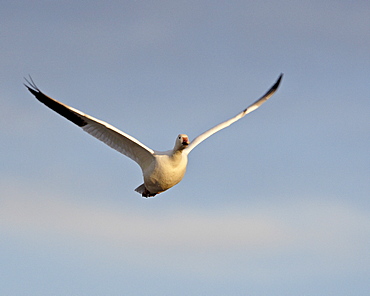 Snow goose (Chen caerulescens) in flight, Bosque del Apache National Wildlife Refuge, New Mexico, United States of America, North America