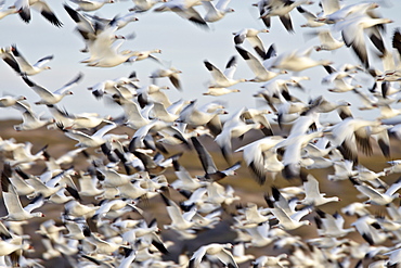 Snow goose (Chen caerulescens) flock in flight, Bosque del Apache National Wildlife Refuge, New Mexico, United States of America, North America