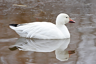 Snow goose (Chen caerulescens) swimming, Bosque del Apache National Wildlife Refuge, New Mexico, United States of America, North America