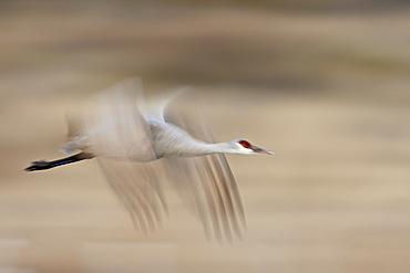 Sandhill crane (Grus canadensis) in flight, Bosque Del Apache National Wildlife Refuge, New Mexico, United States of America, North America