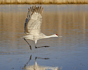 Sandhill crane (Grus canadensis) taking off from a pond, Bosque Del Apache National Wildlife Refuge, New Mexico, United States of America, North America