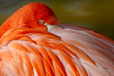 Caribbean flamingo (American flamingo (Phoenicopterus ruber ruber) with beak nestled in the feathers of its back, Rio Grande Zoo, Albuquerque Biological Park, Albuquerque, New Mexico, United States of America, North America