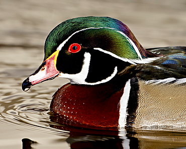 Wood duck (Aix sponsa) drake swimming, Rio Grande Zoo, Albuquerque Biological Park, Albuquerque, New Mexico, United States of America, North America