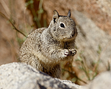 California ground squirrel (Citellus beecheyi), Joshua Tree National Park, California, United States of America, North America