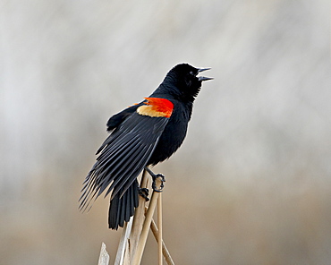 Red-winged blackbird (Agelaius phoeniceus) male, San Jacinto Wildlife Area, California, United States of America, North America