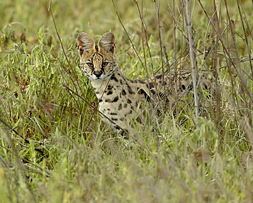 Serval (Felis serval), Ngorongoro Crater, Tanzania, East Africa, Africa