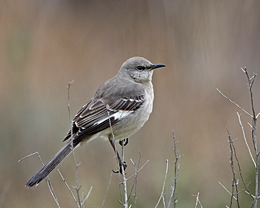 Northern mockingbird (Mimus polyglottos), San Jacinto Wildlife Area, California, United States of America, North America