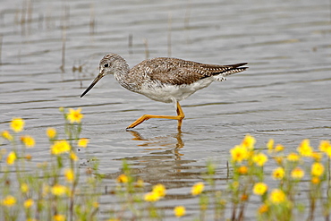 Greater yellowlegs (Tringa melanoleuca), San Jacinto Wildlife Area, California, United States of America, North America