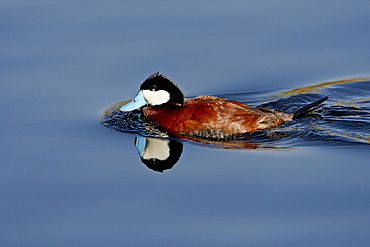 Male ruddy duck (Oxyura jamaicensis) swimming, Sweetwater Wetlands, Tucson, Arizona, United States of America, North America