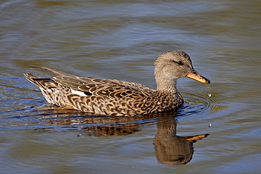 Female mallard (Anas platyrhynchos) swimming, Sweetwater Wetlands, Tucson, Arizona, United States of America, North America