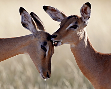 Two young impala (Aepyceros melampus) grooming, Kruger National Park, South Africa, Africa