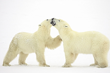 Two polar bears (Thalarctos maritimus) playing, Churchill, Manitoba, Canada, North America