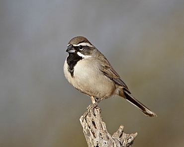 Black-throated sparrow (Amphispiza bilineata), The Pond, Amado, Arizona, United States of America, North America