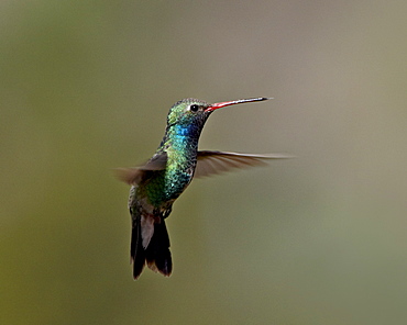 Broad-billed hummingbird (Cynanthus latirostris) hovering, Patagonia, Arizona, United States of America, North America