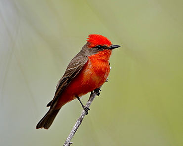 Vermilion flycatcher (Pyrocephalus rubinus), Patagonia Lake State Park, Arizona, United States of America, North America