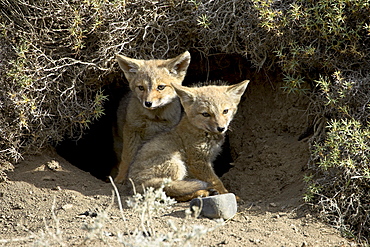 Two gray fox pups (Patagonian fox) (Pseudalopex griseus) at den entrance, Torres del Paine, Chile, South America