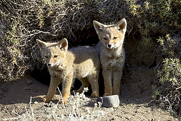 Two gray fox pups (Patagonian fox) (Pseudalopex griseus) at den entrance, Torres del Paine, Chile, South America