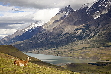 Guanaco (Lama guanicoe) with mountains and Lago Nordenskjsld in the background, Torres del Paine National Park, Chile, South America