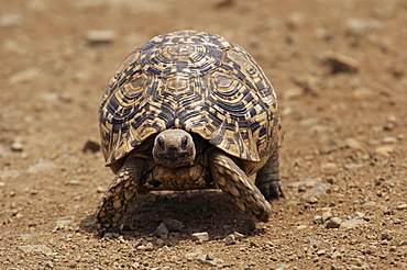 Leopard tortoise (Geochelone pardalis), Kruger National Park, South Africa, Africa