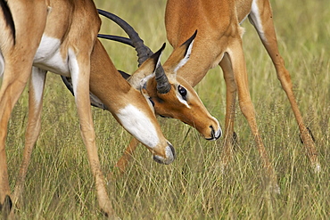 Two male impala (Aepyceros melampus) fighting, Serengeti National Park, Tanzania, East Africa, Africa