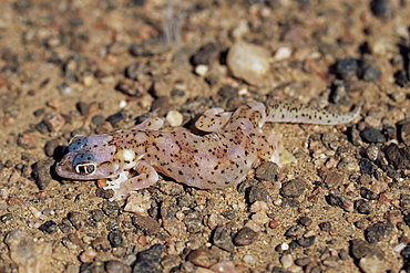 Web-footed gecko (Palmotogecko rangei), Skeleton Coast, Namibia, Africa