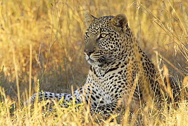 Leopard (Panthera pardus), Masai Mara National Reserve, Kenya, East Africa, Africa