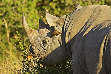 Black rhinoceros or hook-lipped rhinoceros (Diceros bicornis) feeding, with yellow-billed oxpecker (Buphagus africanus), Masai Mara National Reserve, Kenya, East Africa, Africa