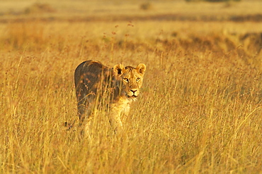 Lioness (Panthera leo) walking through tall grass, Masai Mara National Reserve, Kenya, East Africa, Africa