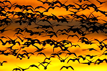 Snow goose (Chen caerulescens) flock at dawn after a blast off, Bosque Del Apache National Wildlife Refuge, New Mexico, United States of America, North America