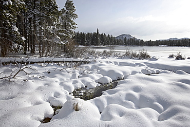 Snowy mounds on the shore of Sprague Lake, Rocky Mountain National Park, Colorado, United States of America, North America