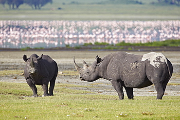 Two black rhinoceros (hook-lipped rhinoceros) (Diceros bicornis), Ngorongoro Crater, Tanzania, East Africa, Africa