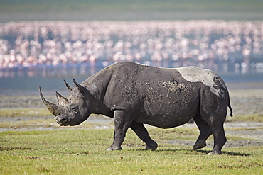 Black rhinoceros (hook-lipped rhinoceros) (Diceros bicornis), Ngorongoro Crater, Tanzania, East Africa, Africa