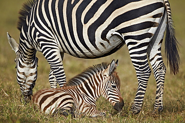 Common zebra (plains zebra) (Burchell's zebra) (Equus burchelli) adult and colt, Ngorongoro Crater, Tanzania, East Africa, Africa