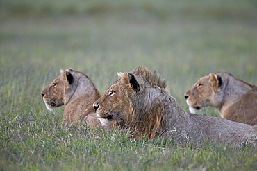 Young male lion (Panthera leo) and two lionesses, Ngorongoro Crater, Tanzania, East Africa, Africa