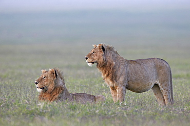 Two young male lions (Panthera leo), Ngorongoro Crater, Tanzania, East Africa, Africa