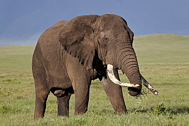 Bull African elephant (Loxodonta africana), Ngorongoro Crater, Tanzania, East Africa, Africa