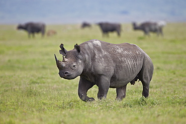 Black rhinoceros (hook-lipped rhinoceros) (Diceros bicornis), Ngorongoro Crater, Tanzania, East Africa, Africa