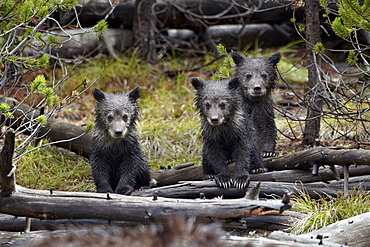 Three grizzly bear (Ursus arctos horribilis) cubs of the year, Yellowstone National Park, Wyoming, United States of America, North America