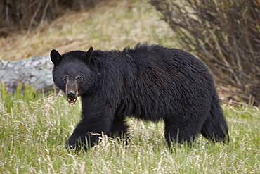 Black bear (Ursus americanus), Yellowstone National Park, Wyoming, United States of America, North America