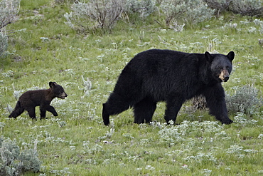 Black bear (Ursus americanus) sow and a cub of the year, Yellowstone National Park, Wyoming, United States of America, North America