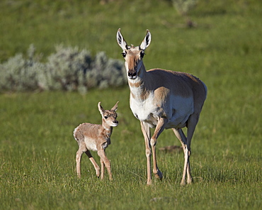 Pronghorn (Antilocapra americana) cow and calf, Yellowstone National Park, Wyoming, United States of America, North America