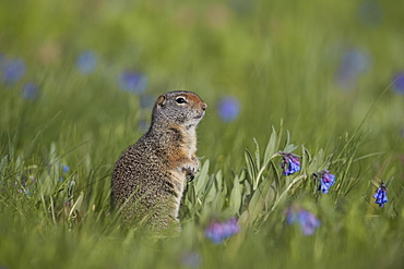 Uinta ground Squirrel (Urocitellus armatus) among mountain bluebell (Mertensia ciliata), Yellowstone National Park, Wyoming, United States of America, North America