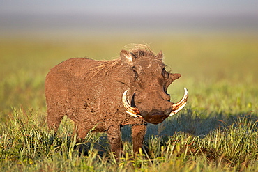 Warthog (Phacochoerus aethiopicus), Ngorongoro Crater, Tanzania, East Africa, Africa 