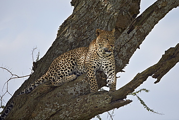 Leopard (Panthera pardus), Serengeti National Park, Tanzania, East Africa, Africa 