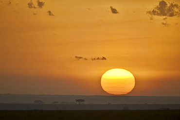 Sunrise, Serengeti National Park, Tanzania, East Africa, Africa 