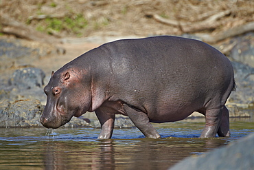 Hippopotamus (Hippopotamus amphibius) in shallow water, Serengeti National Park, Tanzania, East Africa, Africa 