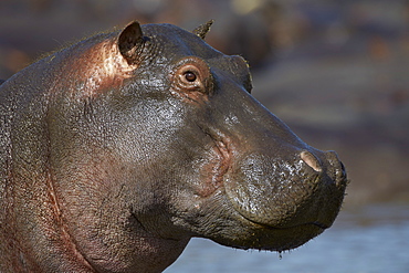 Hippopotamus (Hippopotamus amphibius), Serengeti National Park, Tanzania