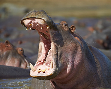 Hippopotamus (Hippopotamus amphibius) showing aggression, Serengeti National Park, Tanzania, East Africa, Africa 